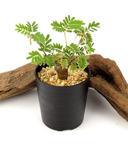 Amazon｜【現品限り】ユーフォルビア・ギラウミニアナ【G34