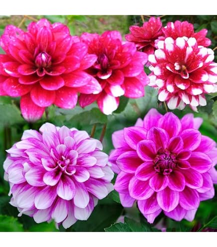 Amazon.co.jp: カフェオレディナープレート ダリア球根、植物、根、花