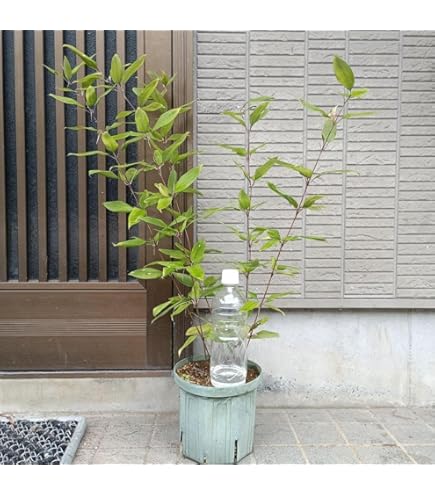 Amazon | 黒竹 鉢植え 180 クロチク くろたけ 常緑樹 | 植木