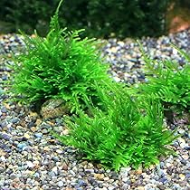 ウィローモス活着溶岩石1個　即購入不可 470098-1.jpg