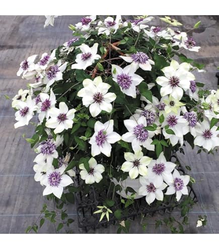 常緑♥カートマニージョー大苗♥多年性♥大人気クレマチス♥花苗ポットごと発送 常緑♥カートマニージョー大苗♥多年性♥大人気クレマチス♥花苗