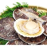 【北海道オホーツク海産 貝付き 活ほたて 4年貝 大中サイズ混合20枚 150g前後】テレビ朝日 『極上！旅のススメ』 でも紹介された北海道常呂町の貝付き活ほたて。流氷がもたらす豊富なミネラルをたっぷり取り込んで育った上質な逸品。北海道 お土産 お取