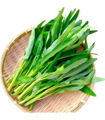 Amazon | 中国野菜 タキイ エンサイ（空芯菜） タキイの空芯菜種です