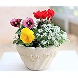はなみどり 季節のおまかせ寄せ植えセット 花苗 4株