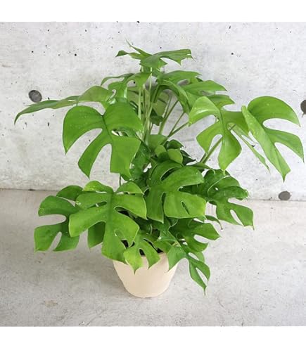 A|C plants モンステラ90 スケルトン 69 ゼブブルー A|C plants