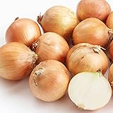 BAYUSTORE 国産 たまねぎ 約3㎏ 常温便/甘い玉ねぎ 常備野菜 旬野菜 サイズお任せ(収穫･仕入れしだい) 野菜/専用箱 タマネギ 玉葱 玉ねぎ