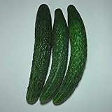 きゅうり（3本入り）　福岡産