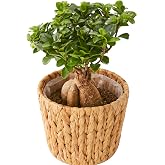 bloomee(ブルーミー) ガジュマル 観葉植物 (5号 編み込みバスケット 鉢カバー 付) 本物 ミニ 室内用 鉢 (金運アップ 空気浄化 風水) おしゃれ インテリア (ギフト プレゼント お祝い) 初心者でも育てやすい お中元 敬老の日