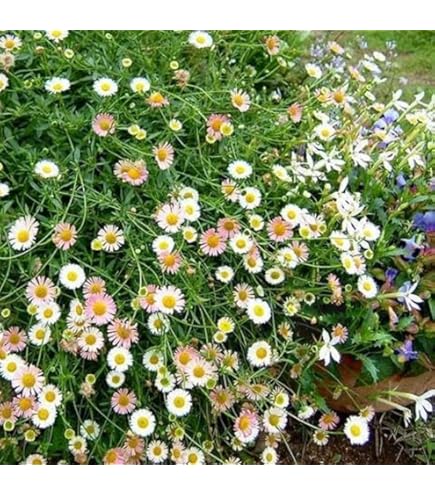 み❤️ 希少　花付き！特大カカオ苗木　チョコレートの木 000000034431-04-l.jpg?t=