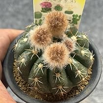 Amazon.co.jp: 鉢ごと発送サボテン 菫丸(すみれ) Notocactus