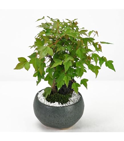 Amazon.co.jp: 遊恵盆栽 苗：宮様楓*みやさまかえで : DIY・工具・ガーデン