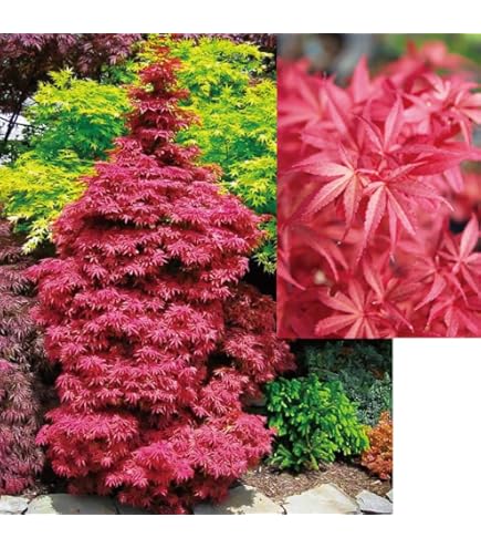 Amazon.co.jp: イロハモミジ1年苗(昨年発芽) 50本(抜き苗) もみじ 紅葉