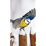 鳥 iPhone SE/8/7/6s(750×1334)壁紙 Heimische Voegel 2022: Kalender 鳥 iPhone SE/8/7/6s(750×1334)壁紙 Heimische Voegel 2022: Kalender