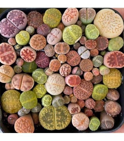 Amazon.co.jp: レア 多肉植物 リトープス 三面体 おばけ 9点 抜き苗
