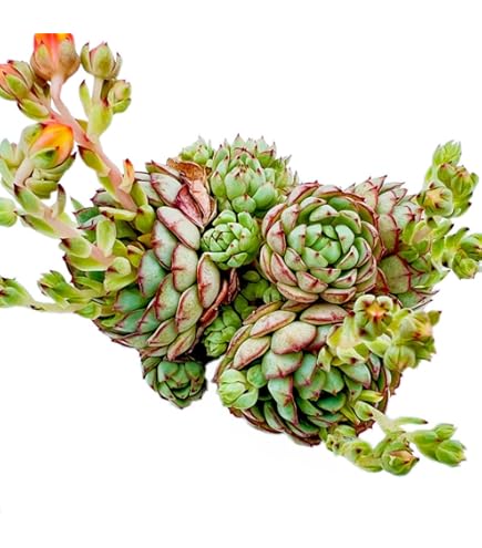 Amazon.co.jp: A4！！多肉植物 ブラックサバス 韓国苗 美苗 農園直売