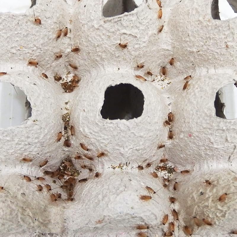 feedbase レッドローチ S サイズ 5～10mm 100匹 生餌 紙袋入り 爬虫類 両生類 肉食熱帯魚 小型哺乳類 生体 アクアリウム エサ 活餌 [生体]