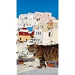 猫 XFVGA(480×854)壁紙 2022岩合光昭 世界の猫 猫 XFVGA(480×854)壁紙 2022岩合光昭 世界の猫