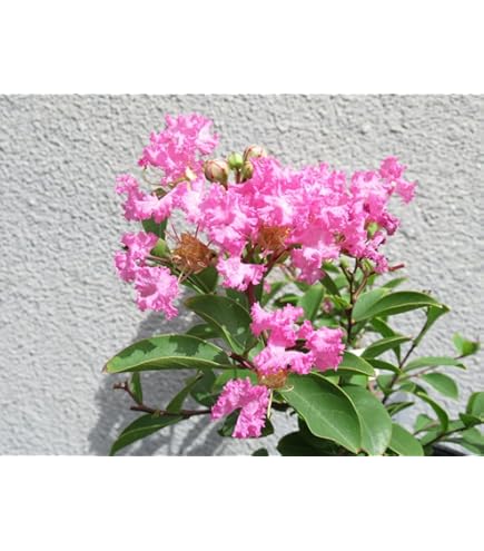 Amazon.co.jp: 希少 カカオ苗木 チョコレートの木 : DIY・工具・ガーデン