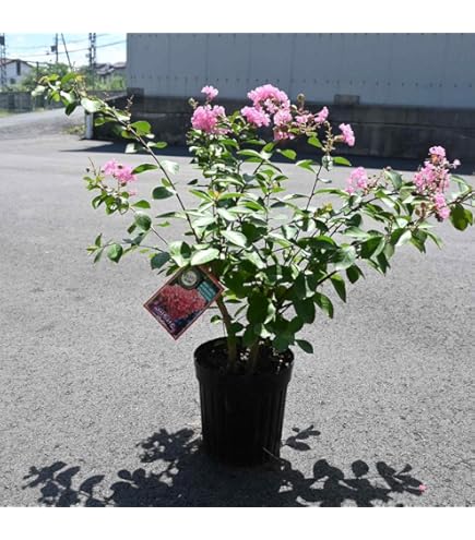 百日紅 ブラックパールライトピンク / 576 サルスベリ（百日紅