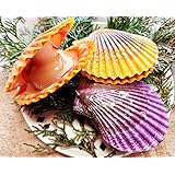 Amazon マテガイ 250g 新物 旬 10パック 瀬戸内海産 マテ貝 本まて貝 オオマテ貝 まて貝 香川県産 Solen Strictus 倉本水産 マテ貝 貝類 通販