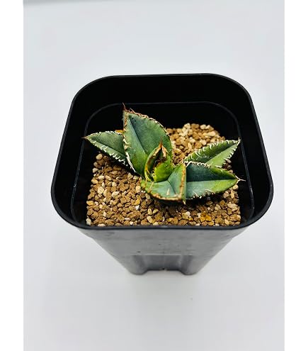 Amazon｜アガベ チタノタ 冰雹/Agave titanota 'Cheetah'/観葉植物
