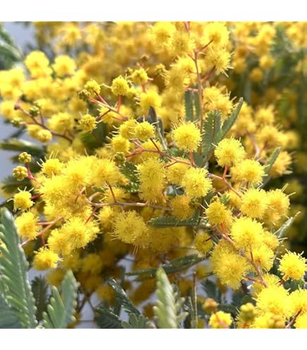 Amazon.co.jp: ドライフラワーにもなる 花【アカシア「パール」3.5号 2