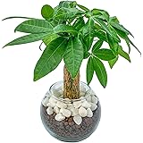 パキラ 観葉植物 ハイドロカルチャー 【初心者でも簡単に育てられる】 本物 ミニ 植物 土を使わない観葉植物 【虫が湧きにくくお手入れ簡単】 ミニ観葉植物 室内 おしゃれ [ miipas （ ミィパス ） ]