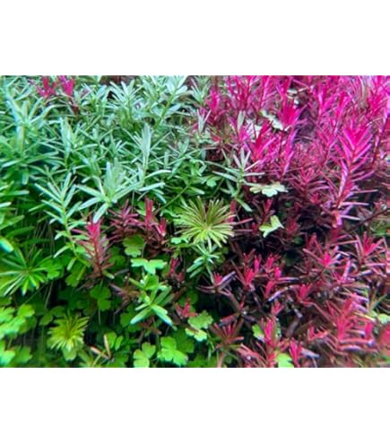 Amazon.co.jp: NoA 水草 水中葉 無農薬 ロタラ sp. ボッシー 水槽