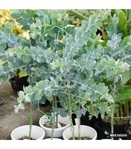 ボリューム株　ユーカリグニー　鉢植え　苗木　シンボルツリー ボリューム株 ユーカリグニー 鉢植え 苗木 シンボルツリー 大苗