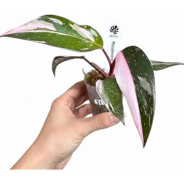 Amazon.co.jp 最新リリース: 花・観葉植物 の新着ランキングです。