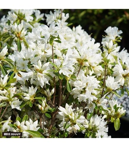 Amazon.co.jp: ツツジ 苗 シロヤシオツツジ 白八汐つつじ 白花 7号