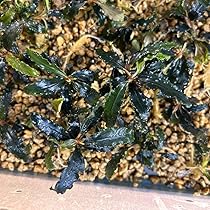 ブセファランドラ sp. 水上葉　(3大株,1小株) 4株 Blue Theia 水草