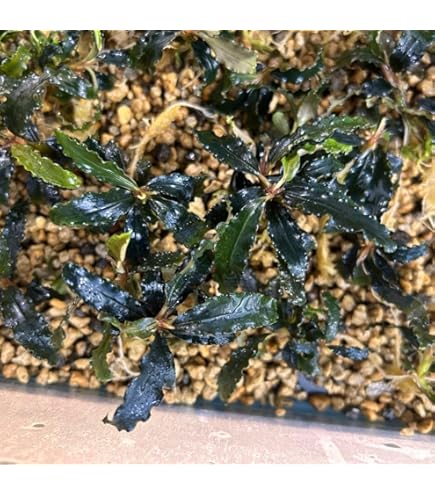 Amazon.co.jp: ブセファランドラ スケルトンキング（キシィ