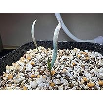Y*u様 ウェルウィッチア・ミラビリス 変り葉 (多肉植物・サボテン・塊根・奇想 奇想天外 ウェルウィッチア・ミラビリス 超大株の入荷です