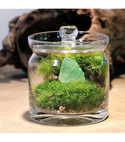 Amazon｜【charm】（観葉植物）苔テラリウム コウヤノマンネングサ