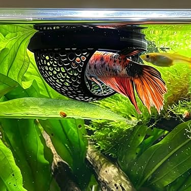 Amazon.co.jp 最新リリース: 観賞魚用品・アクアリウム の新着