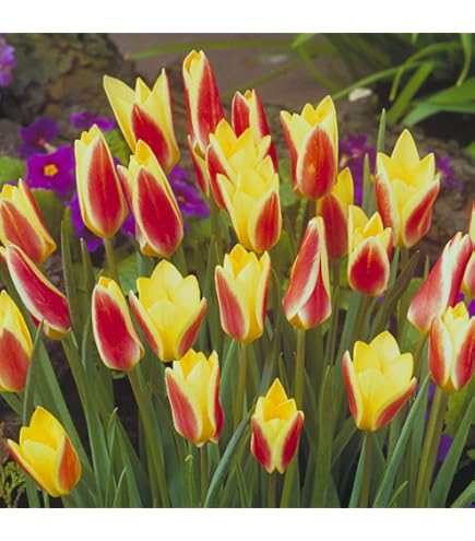 Amazon.co.jp: はなみどり たっぷりおまかせチューリップ 球根