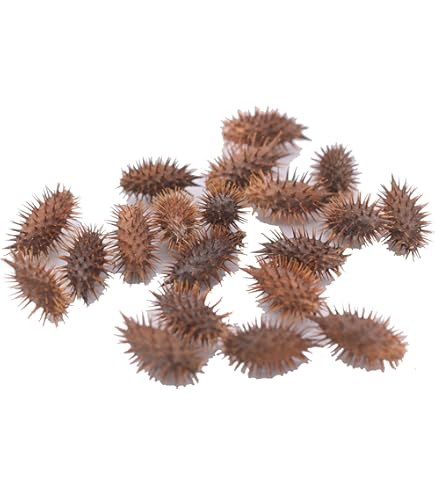 Amazon.co.jp: 【ギフのタネ】ジュズダマの種 30粒 岐阜県産 数珠玉