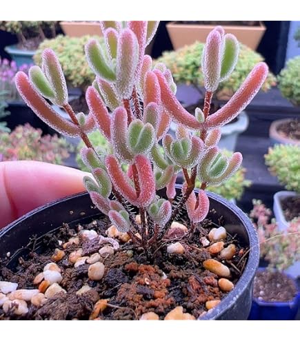 Amazon.co.jp: 多肉植物 ドロサンテマム Ice crystal 抜き苗 1株 : DIY