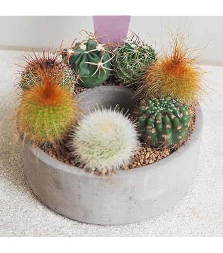 ドロソフィルム　超大株 Amazon｜ドロソフィルム ルシタニクム 7.5cmスリット植え 2株｜観葉