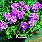 Loss Promotion 30PCS/Pack Elegant Purple Univalve Geranium Seeds Perennial Flower Seeds Pelargonium 