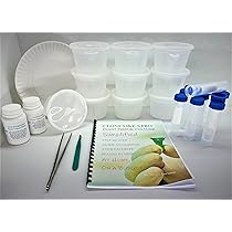 ビトロ苗 8種セット人気フィロデンドロンまとめ買い　無菌培養の美苗 Amazon.co.jp: フィロデンドロン用DIY組織培養キット。 : DIY・工具