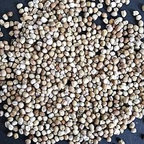 Amazon.co.jp: ユーフォルビア ハドラマウチカ 種子5粒