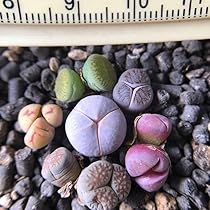 71Lzkw8ZhAL._AC_UL210_SR210,