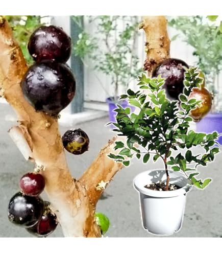 Amazon.co.jp: 果樹苗 ジャボチカバ 四季成り大玉 1株 / 国華園 25年春