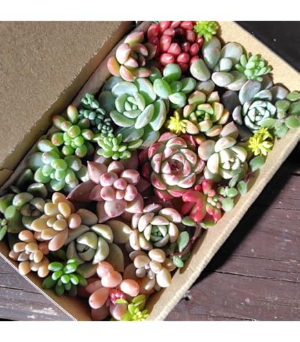 Amazon.co.jp: A4！！多肉植物 ブラックサバス 韓国苗 美苗 農園直売