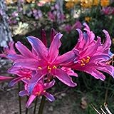 秋の植え付け用彼岸花の球根-ガーデニングの風景を美しく彩る庭の装飾-6 球根,D