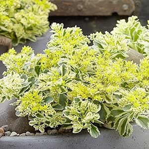 Amazon Co Jp セダム アトランティス 3号ポット苗 1個売り 品種で選べる多肉植物 グランドカバー苗 1個売り 学名 Sedum Takesimense Atlantis ベンケイソウ科セダム属 多肉植物 耐寒性多年草 生育タイプ 春秋型 原産地 ヨーロッパ