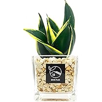 植物複数購入の方へ Amazon｜GREEN PLACE サンスベリア 土を使わない 観葉植物 本物