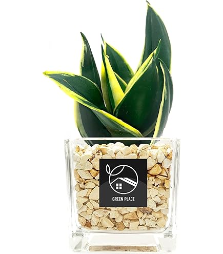 Amazon｜観葉植物 サンスベリア 鉢植え 【空気清浄効果】 鉢花